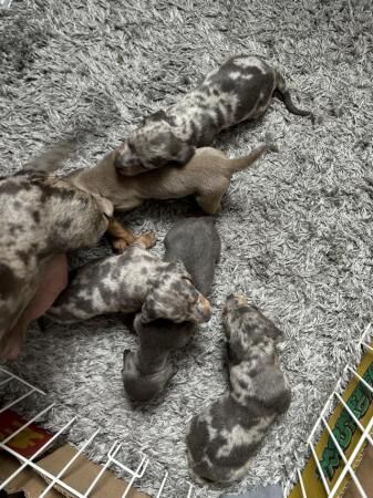 4 week old miniature dachshunds for sale in Walsall, West Midlands - Image 4