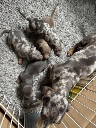 4 week old miniature dachshunds for sale in Walsall, West Midlands - Image 5