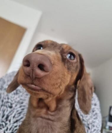 4 year old miniature dachshund for sale in Northolt, Ealing, Greater London