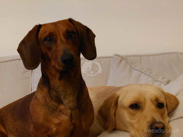 4 year old standard dachshund for sale in King's Lynn, Norfolk