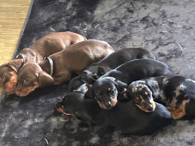 5 beautiful boys available for sale in Swindon, Wiltshire