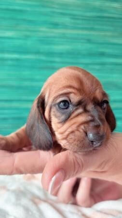 5 beautiful dachshund puppies for sale in Prestatyn, Denbighshire - Image 1