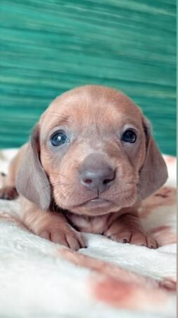 5 beautiful dachshund puppies for sale in Prestatyn, Denbighshire - Image 2