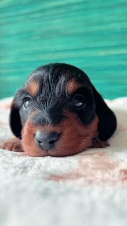 5 beautiful dachshund puppies for sale in Prestatyn, Denbighshire - Image 3