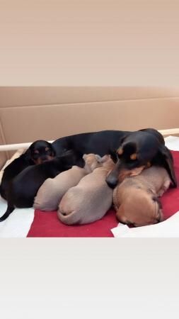 5 beautiful dachshund puppies for sale in Prestatyn, Denbighshire - Image 4