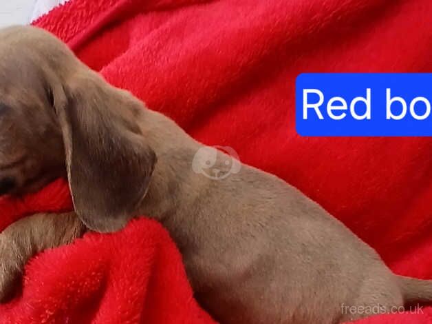 5 Beautiful Dachshund puppies for sale in Gloucester, Gloucestershire