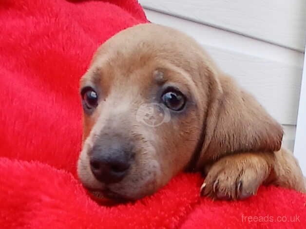 5 Beautiful Dachshund puppies for sale in Gloucester, Gloucestershire - Image 2