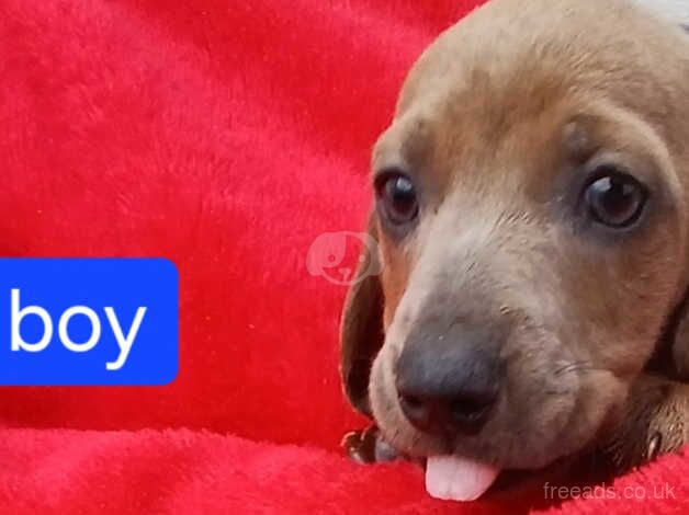 Dachshund Puppies for sale in Gloucestershire