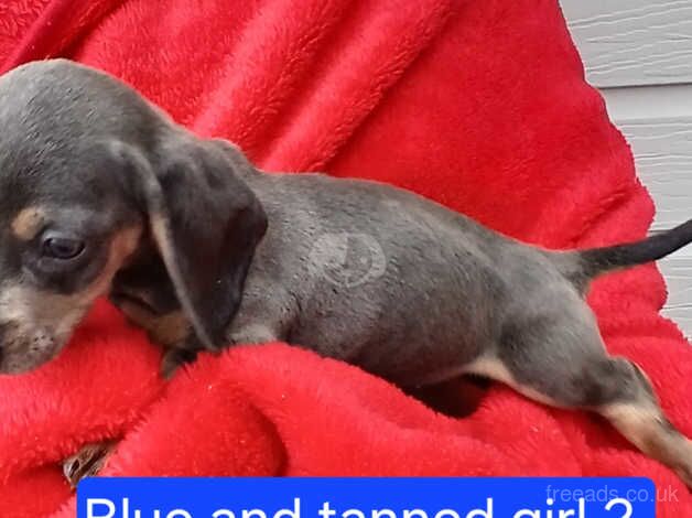 Dachshund Puppies for sale