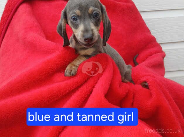 5 Beautiful Dachshund puppies for sale in Gloucester, Gloucestershire - Image 5