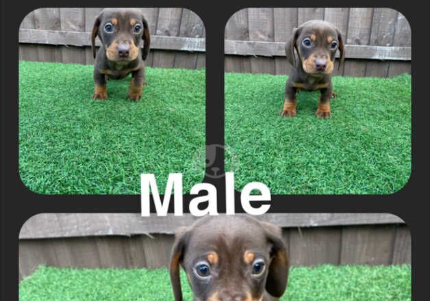 5 beautiful dachshund puppies ready for their new forever homes for sale in Leeds, West Yorkshire