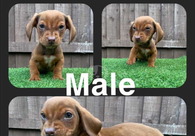 5 beautiful dachshund puppies ready for their new forever homes for sale in Leeds, West Yorkshire - Image 2