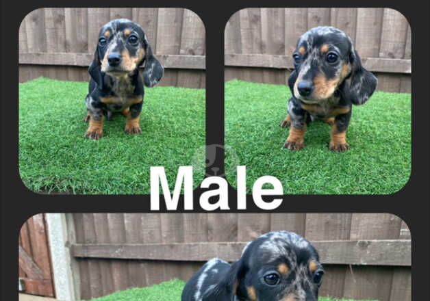 5 beautiful dachshund puppies ready for their new forever homes for sale in Leeds, West Yorkshire - Image 3