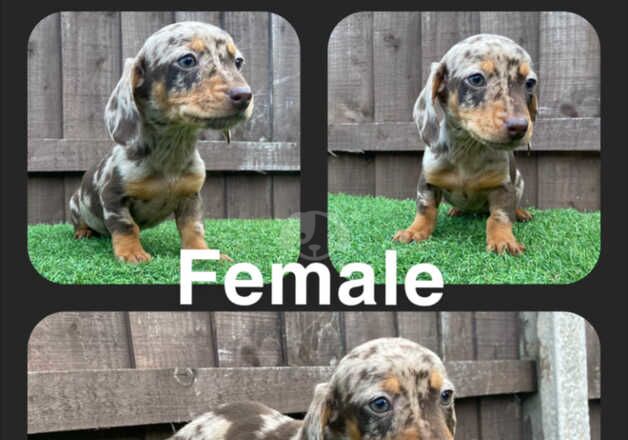 5 beautiful dachshund puppies ready for their new forever homes for sale in Leeds, West Yorkshire - Image 4