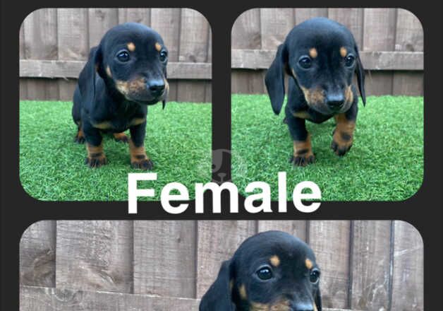 5 beautiful dachshund puppies ready for their new forever homes for sale in Leeds, West Yorkshire - Image 5