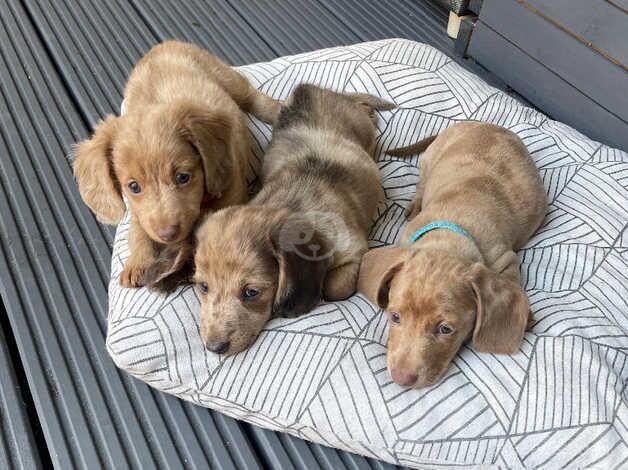 5 beautiful dachshunds for sale in Chorley, Lancashire