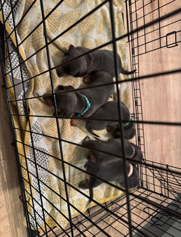 5 Beautiful Miniature Daschunds for sale in Ballyclare, Newtownabbey