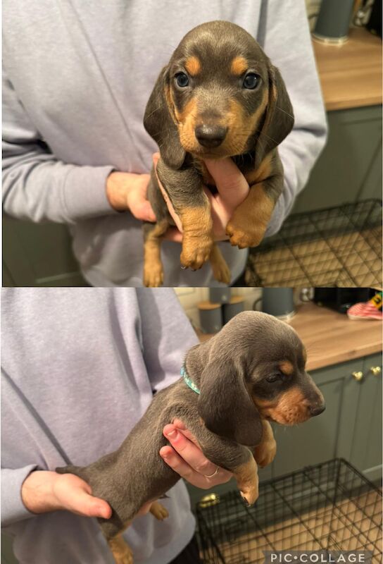 5 Beautiful Miniature Daschunds for sale in Ballyclare, Newtownabbey - Image 4