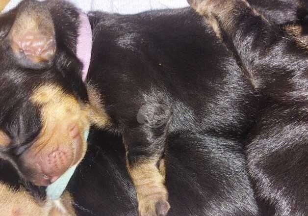 Dachshund Puppies for sale in Hampshire