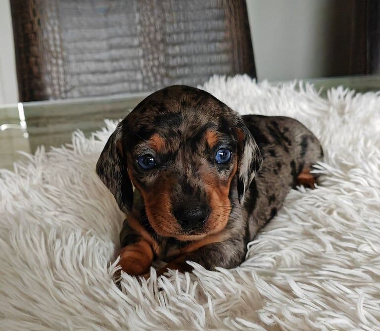 5 dachshund girls for sale in Chilton, Durham