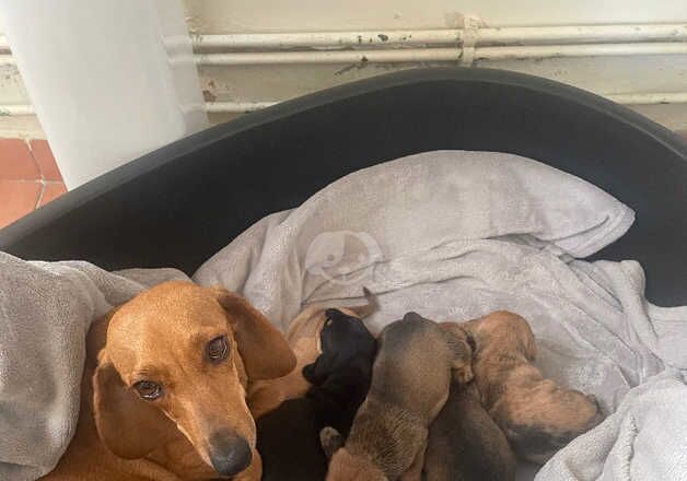 5 dachshund for sale in Wandsworth, Wandsworth, Greater London