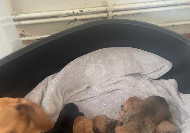 5 dachshund for sale in Wandsworth, Wandsworth, Greater London - Image 2