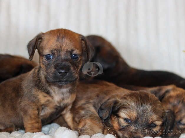 5 dachshund puppies for sale in Tonbridge, Kent - Image 1