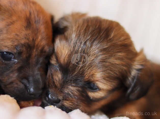 5 dachshund puppies for sale in Tonbridge, Kent - Image 2