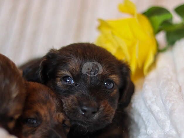 5 dachshund puppies for sale in Tonbridge, Kent - Image 3