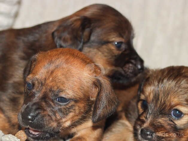 5 dachshund puppies for sale in Tonbridge, Kent - Image 4