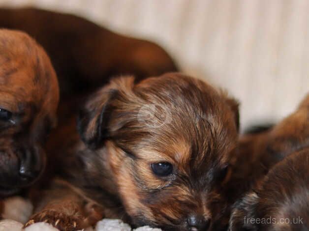 5 dachshund puppies for sale in Tonbridge, Kent - Image 5