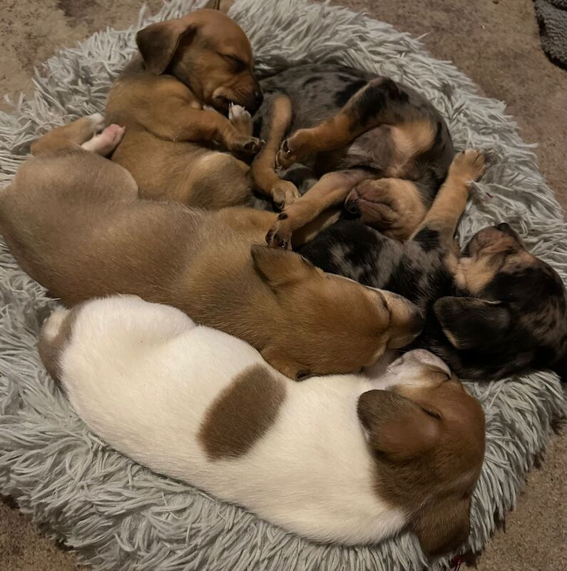 5 Dachshund X Chalkie puppies for sale in Gloucester, Gloucestershire