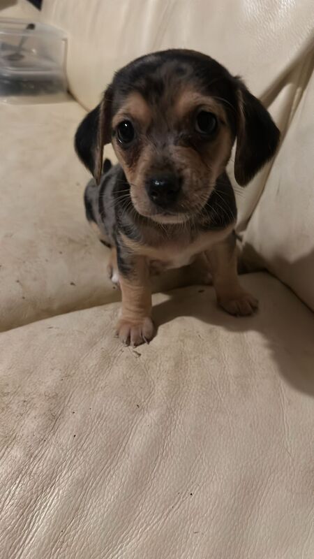 5 Dachshund X Chalkie puppies for sale in Gloucester, Gloucestershire - Image 3