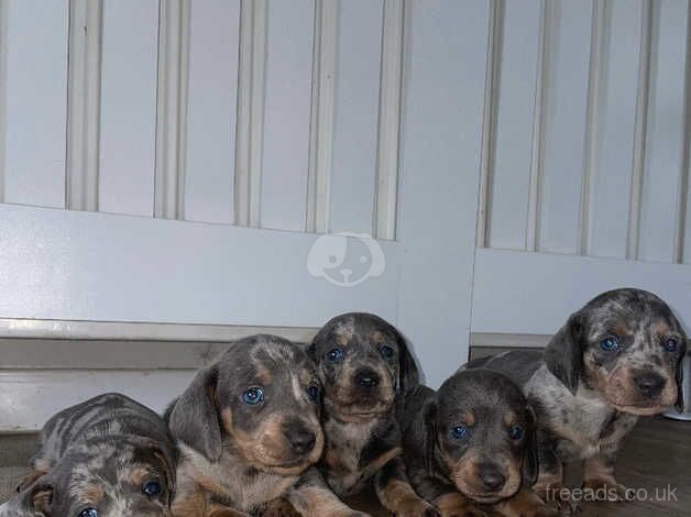 5 Lovely dachshund puppies for sale in Wickford, Essex