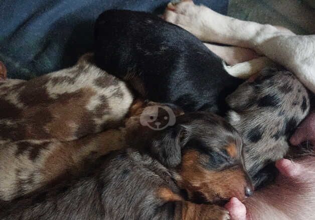 Dachshund Puppies for sale in Hampshire