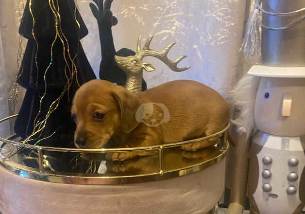 6 adorable mini dachshund puppies looking for foreverhomes for sale in Portsmouth, Hampshire - Image 2