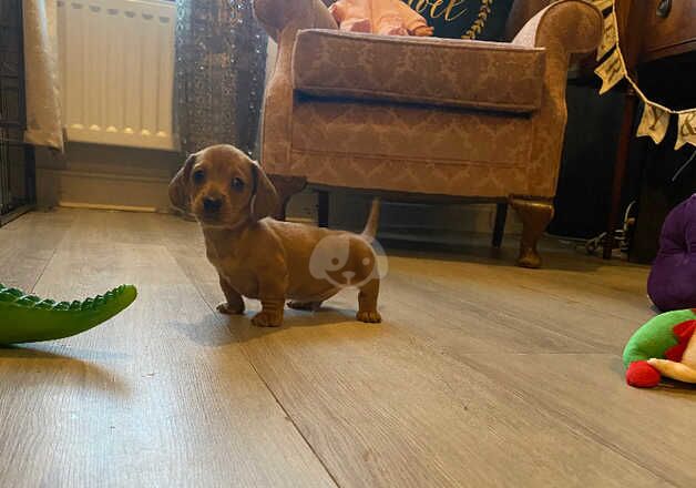 6 adorable mini dachshund puppies looking for foreverhomes for sale in Portsmouth, Hampshire - Image 3