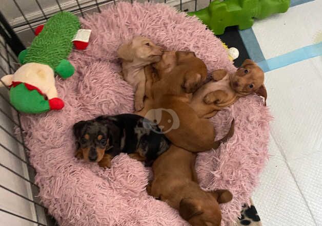 6 adorable mini dachshund puppies looking for foreverhomes for sale in Portsmouth, Hampshire - Image 5