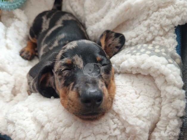 6 and a half month old dachshund for sale in Preston, Lancashire - Image 1