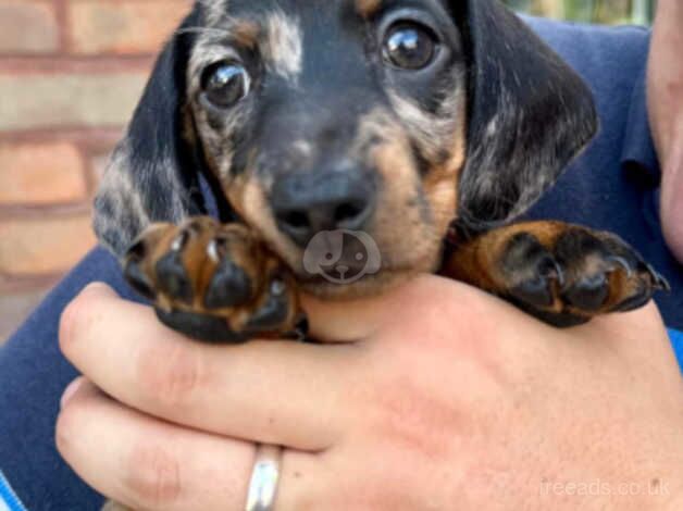 6 and a half month old dachshund for sale in Preston, Lancashire - Image 2