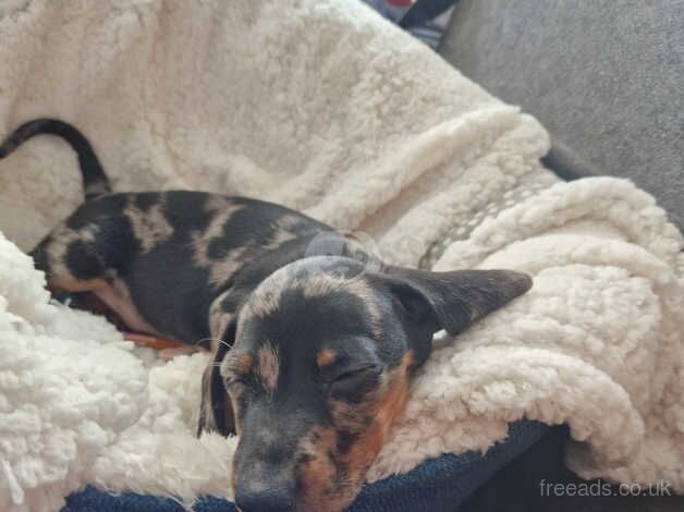 Dachshund Puppies for sale in Lancashire