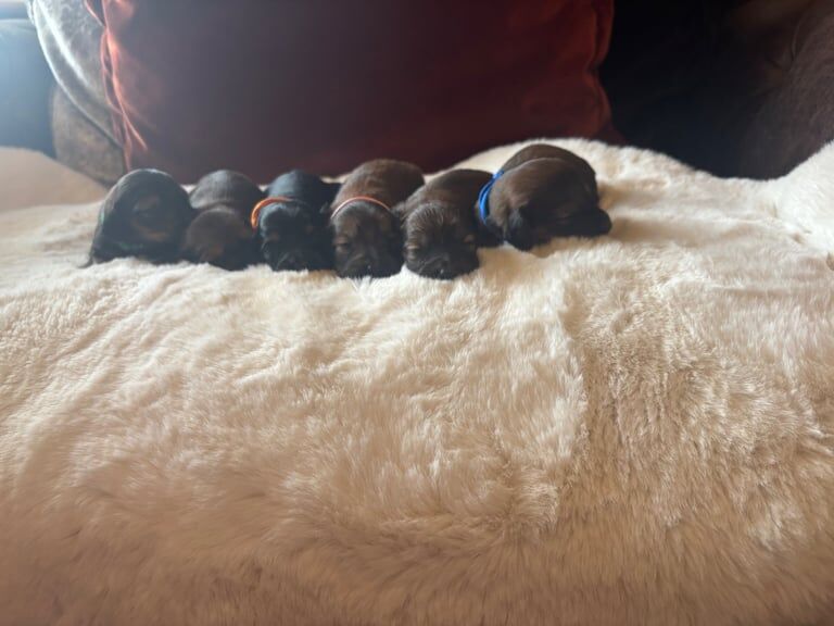 6 beautiful dachshund puppies for sale ! for sale in Penrith, Cumbria