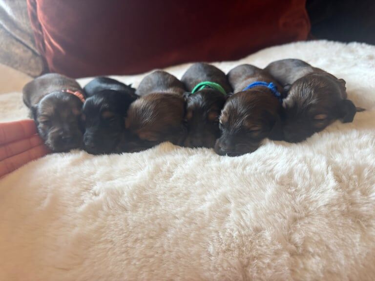 6 beautiful dachshund puppies for sale ! for sale in Penrith, Cumbria - Image 2