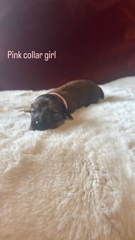 6 beautiful dachshund puppies for sale ! for sale in Penrith, Cumbria - Image 3