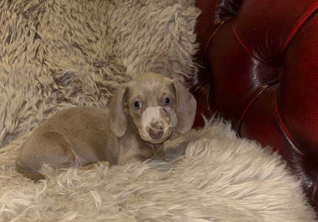 6 beautiful dachshund puppies for sale in Cirencester, Gloucestershire