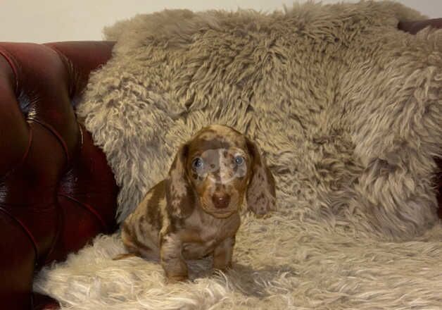 Dachshunds for sale in Cirencester, Gloucestershire