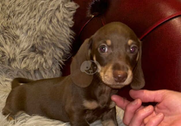 6 beautiful dachshund puppies for sale in Cirencester, Gloucestershire - Image 3