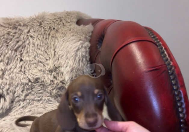 Dachshund Puppies for sale