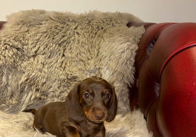 6 beautiful dachshund puppies for sale in Cirencester, Gloucestershire - Image 5