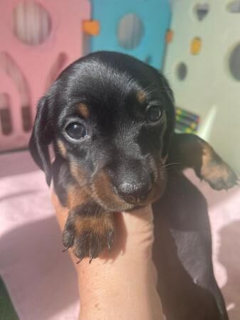 6 Beautiful miniature Dachshund pups for sale in Blackburn, Lancashire
